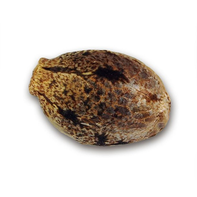 La Bella Afrodita - Delicious, 3