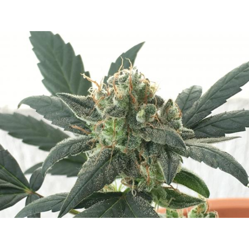 La Diva Auto - Delicious, 3