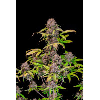 Lemon Cherry Cookies Auto - Fast Buds, 5