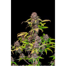 Lemon Cherry Cookies Auto - Fast Buds, 5