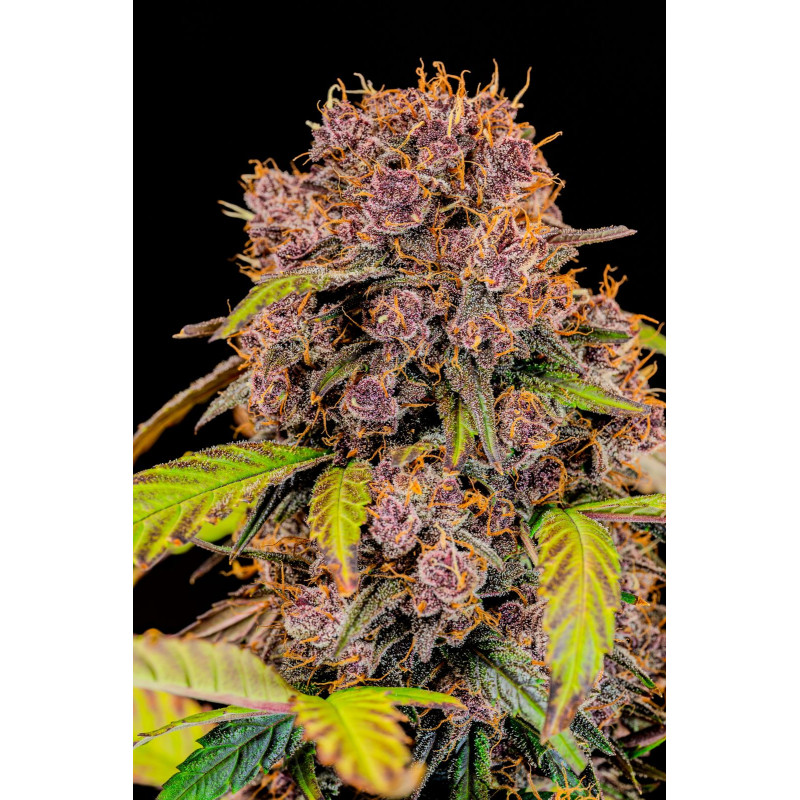 Lemon Cherry Cookies Auto - Fast Buds, 3