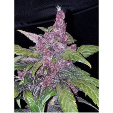 LSD-25 Auto - Fast Buds, 50