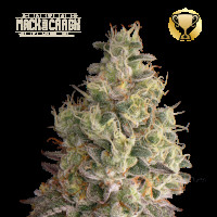 Mack & Crack Auto - Seed Stockers, 5