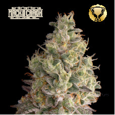 Mack & Crack Auto - Seed Stockers, 5