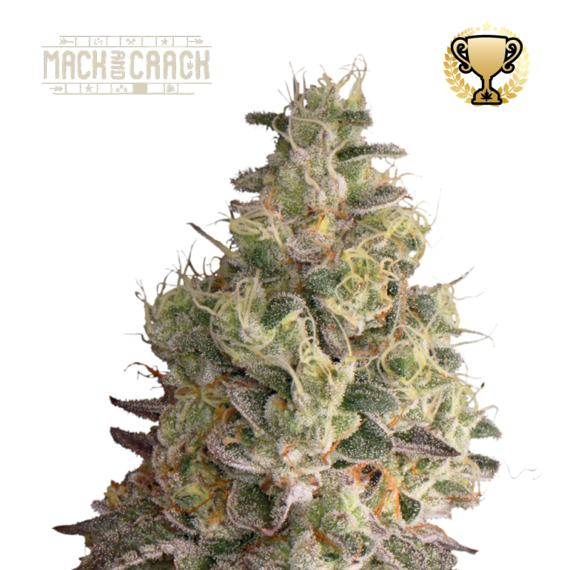 Mack & Crack Auto - Seed Stockers, 25