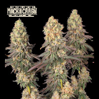 Mack & Crack Fem - Seed Stockers, 3