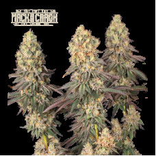 Mack & Crack Fem - Seed Stockers, 3