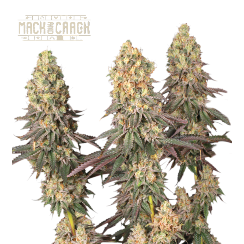 Mack & Crack Fem - Seed Stockers, 3