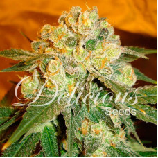 Marmalate - Delicious, 5