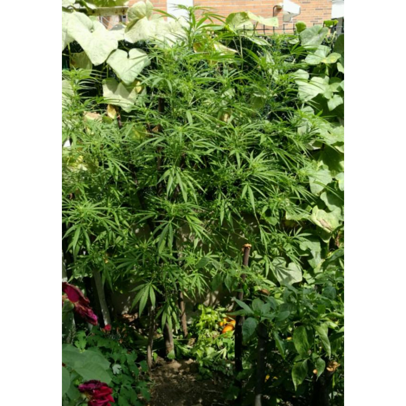 Marmalate - Delicious, 25