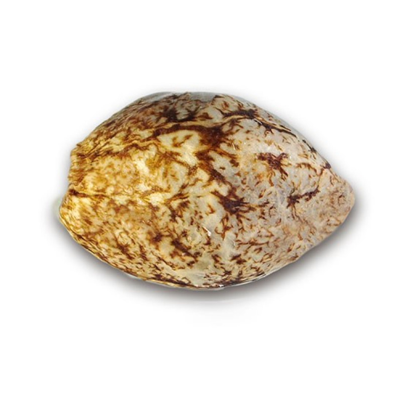 Marmalate - Delicious, 25