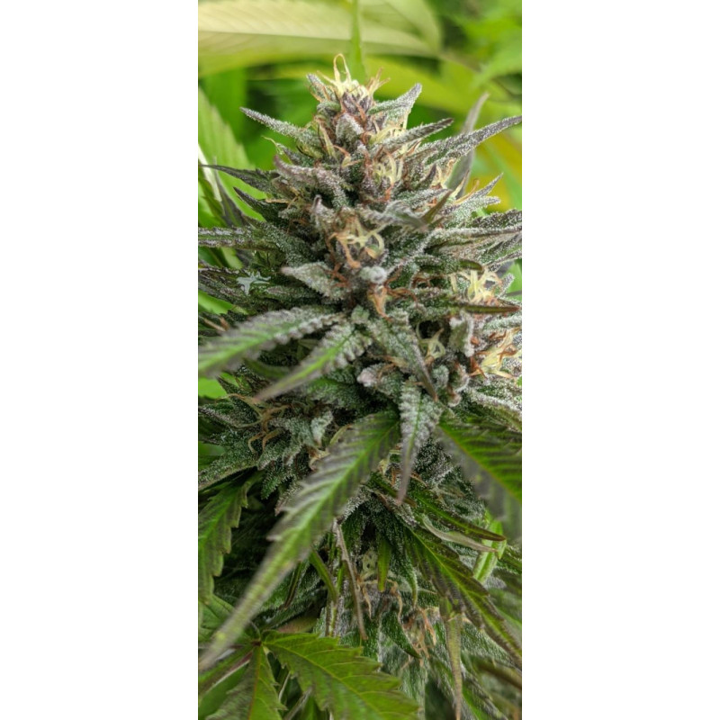 Marmalate Early Version - Delicious, 3