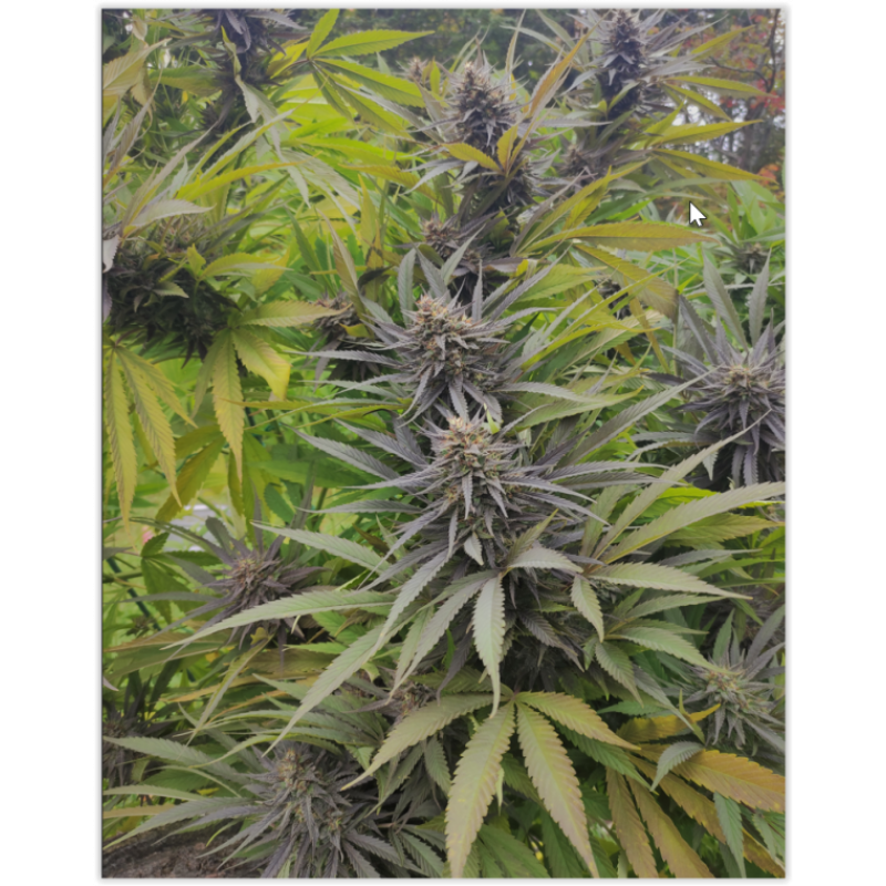 Marmalate Early Version - Delicious, 3