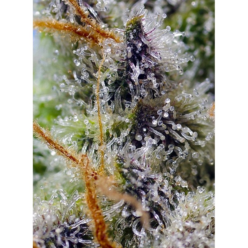 Mental Rainbow F1 Fast Version - Sweet Seeds, 3+1