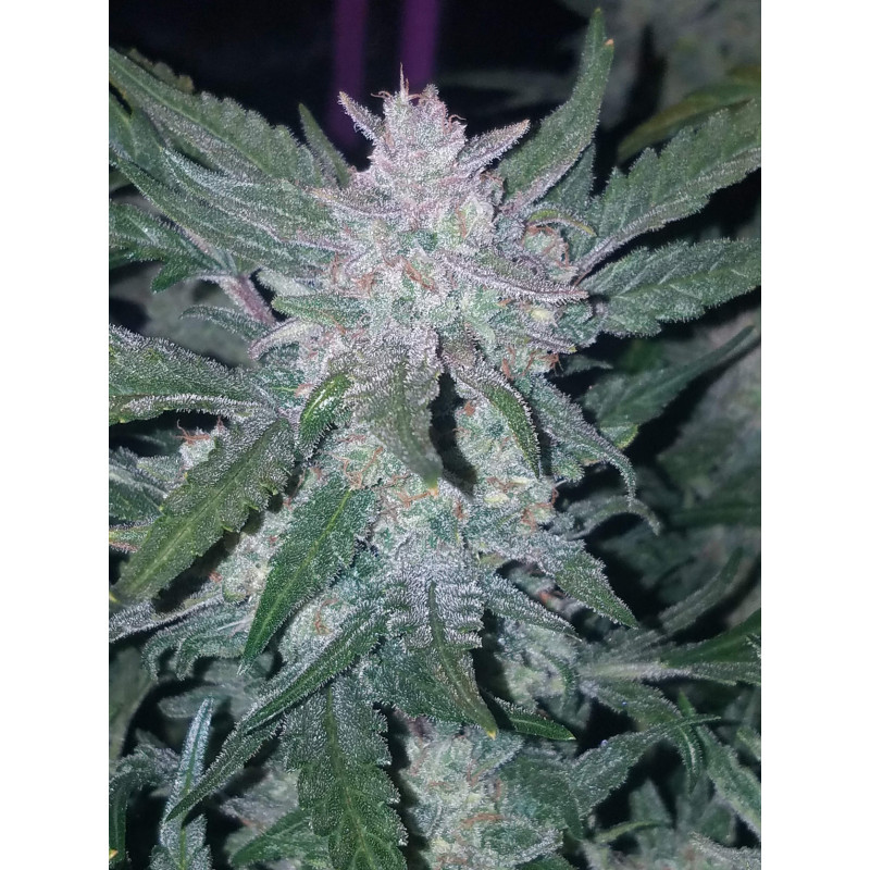 Mexican Airlines Auto - Fast Buds, 3