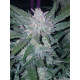 Mexican Airlines Auto - Fast Buds, 3