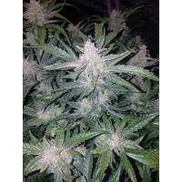 Mexican Airlines Auto - Fast Buds, 3