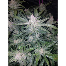 Mexican Airlines Auto - Fast Buds, 3