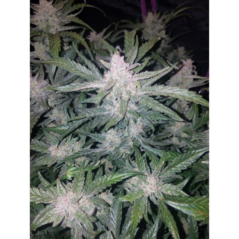 Mexican Airlines Auto - Fast Buds, 3