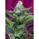 Mohan RAM AUTO - Sweet Seeds, 5+2