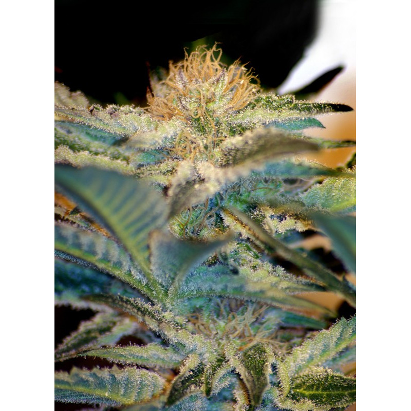 Mohan Ram - Sweet Seeds, 5+2