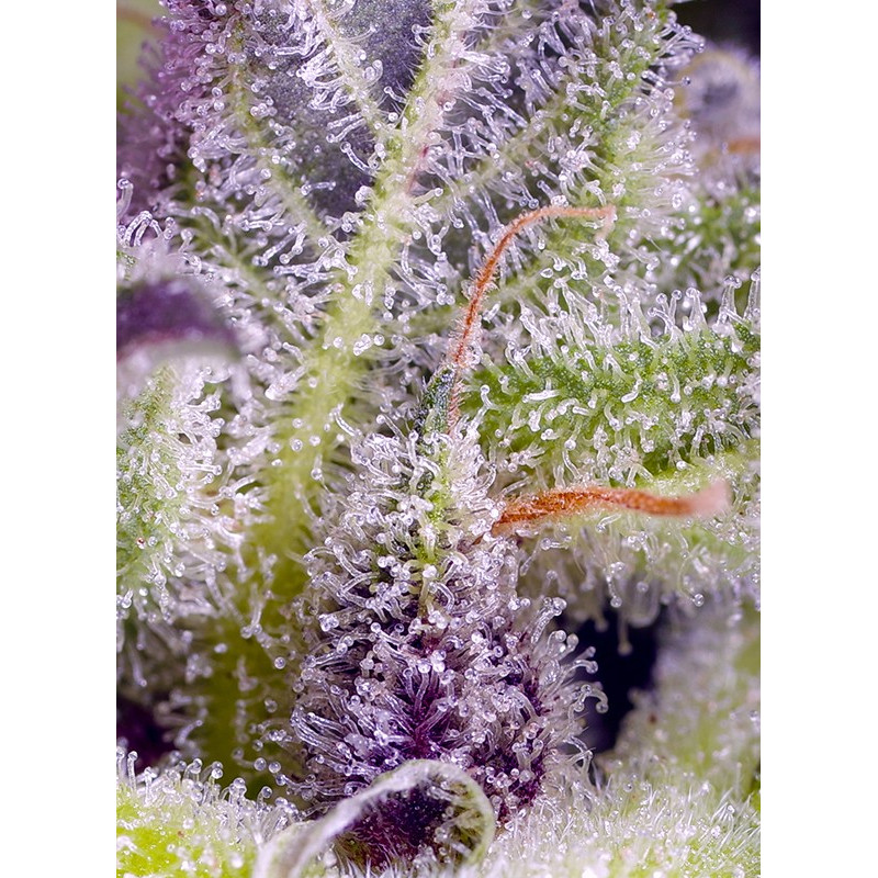 Monster Maker - Sweet Seeds, 25