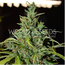 Neville Haze Ryder - WoS, 3