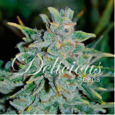 Northern Light Blue Auto - Delicious, 3