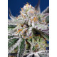 Orange Apricot Glue XL Auto - Sweet Seeds, 3+1