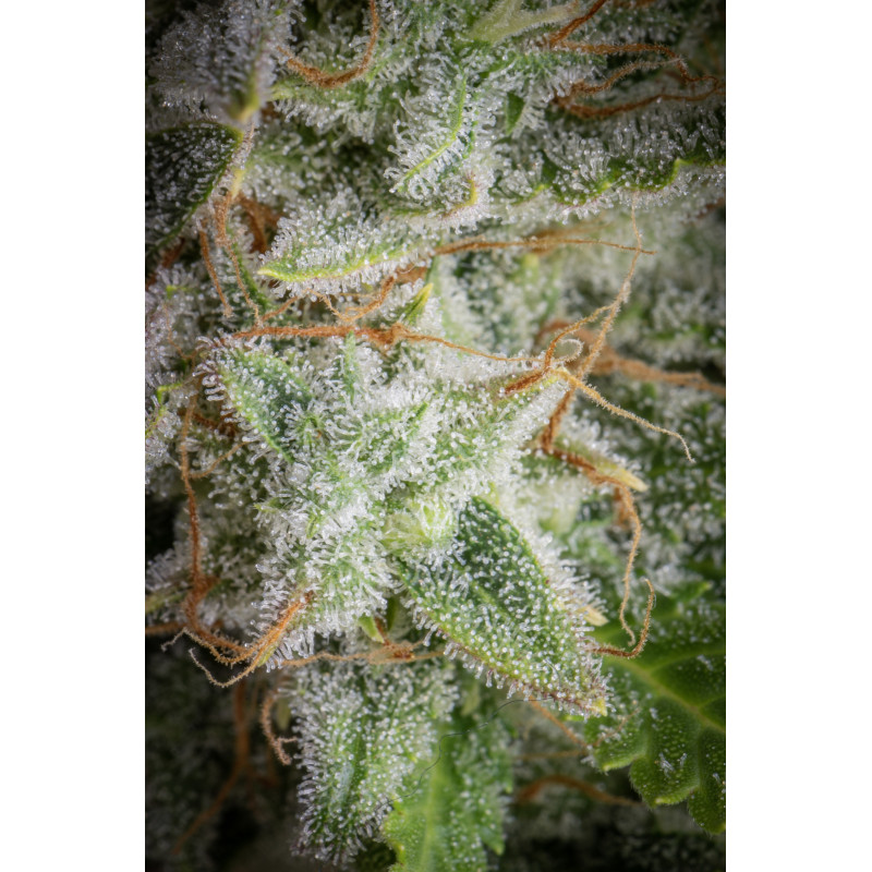 Orange Sherbet Auto - Fast Buds, 3