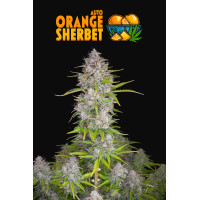 Orange Sherbet Auto - Fast Buds, 3