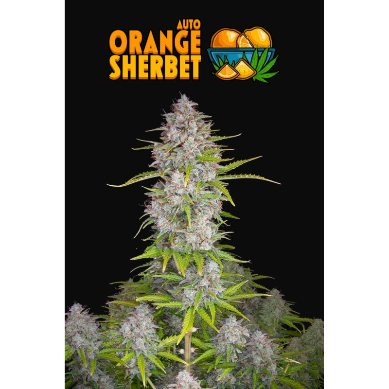 Orange Sherbet Auto - Fast Buds, 3