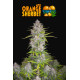 Orange Sherbet Auto - Fast Buds, 3