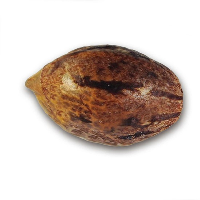 Original Juan Herer Regular - Delicious, 15