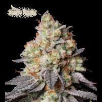 Panty Punch Auto - Seed Stockers, 25