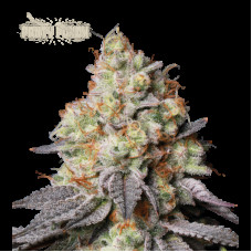 Panty Punch Auto - Seed Stockers, 5