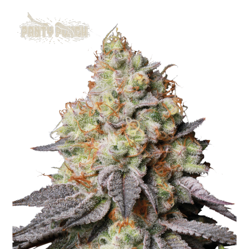 Panty Punch Auto - Seed Stockers, 25