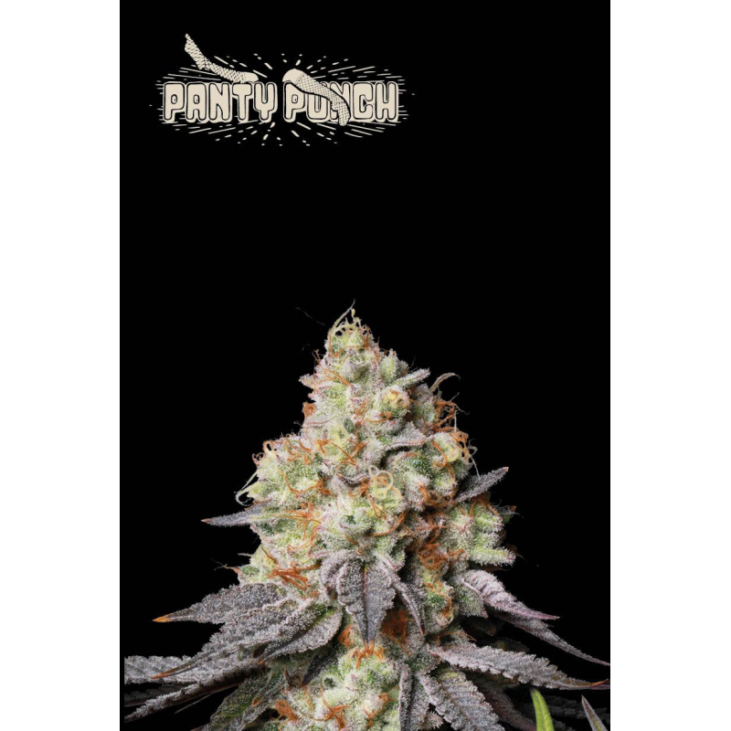 Panty Punch Auto - Seed Stockers, 25