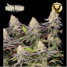 Panty Punch Fem - Seed Stockers, 5