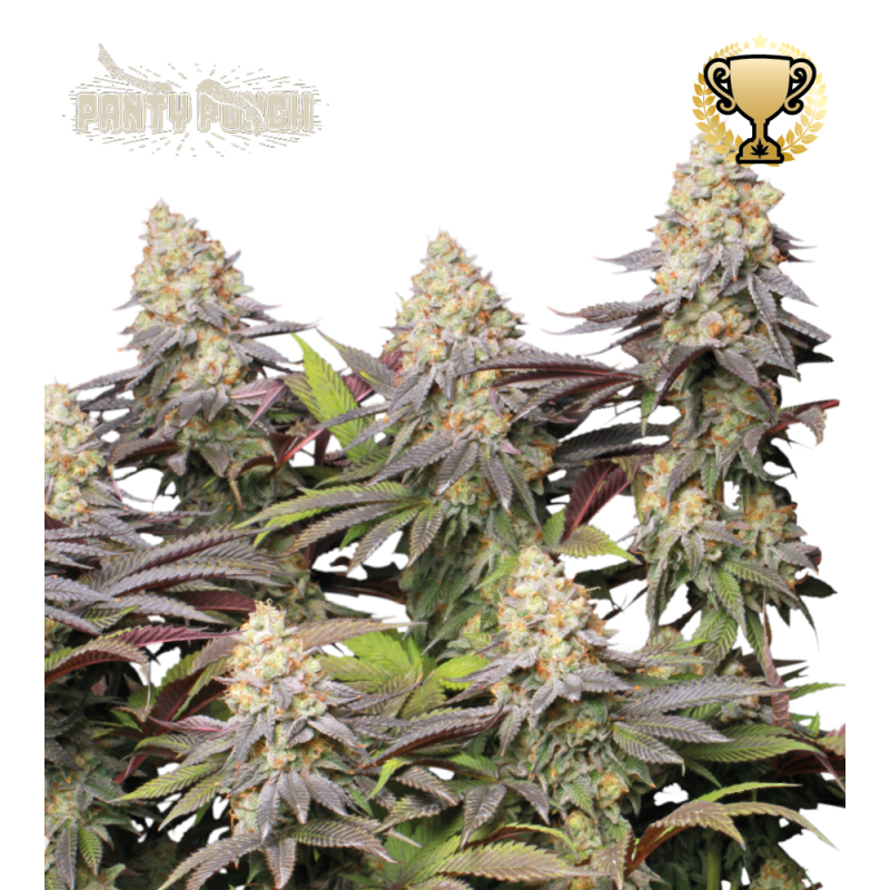 Panty Punch Fem - Seed Stockers, 5