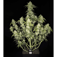 Papaya Cookies Auto - Fast Buds, 3