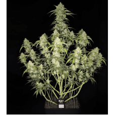 Papaya Cookies Auto - Fast Buds, 3