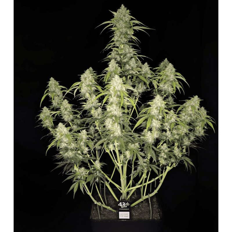 Papaya Cookies Auto - Fast Buds, 3