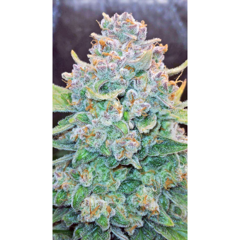 Papaya Cookies Auto - Fast Buds, 3