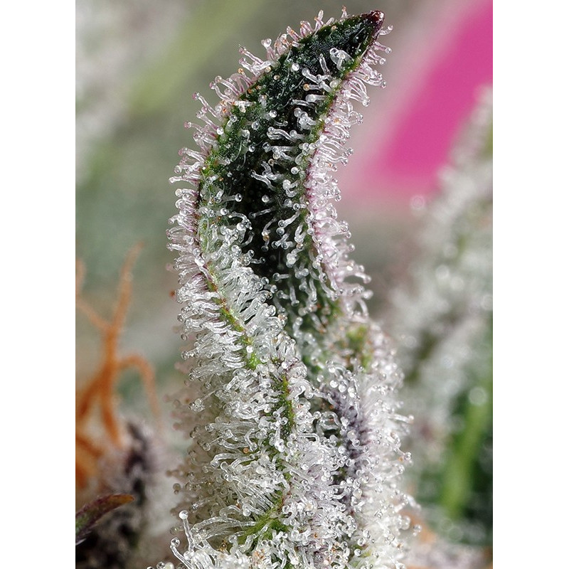 Papaya Zoap Auto - Sweet Seeds, 3+1