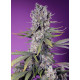 Papaya Zoap F1 Fast Version - Sweet Seeds, 3+1