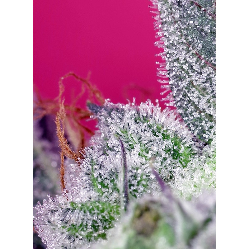 Papaya Zoap F1 Fast Version - Sweet Seeds, 3+1