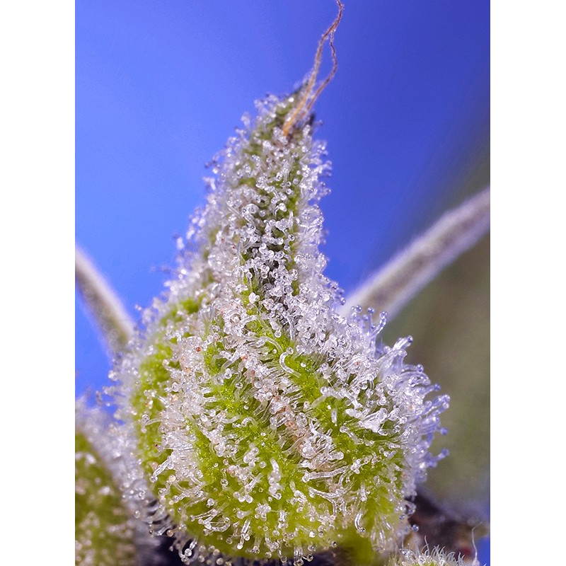 Permanent Jealousy XL Auto - Sweet Seeds, 5+2