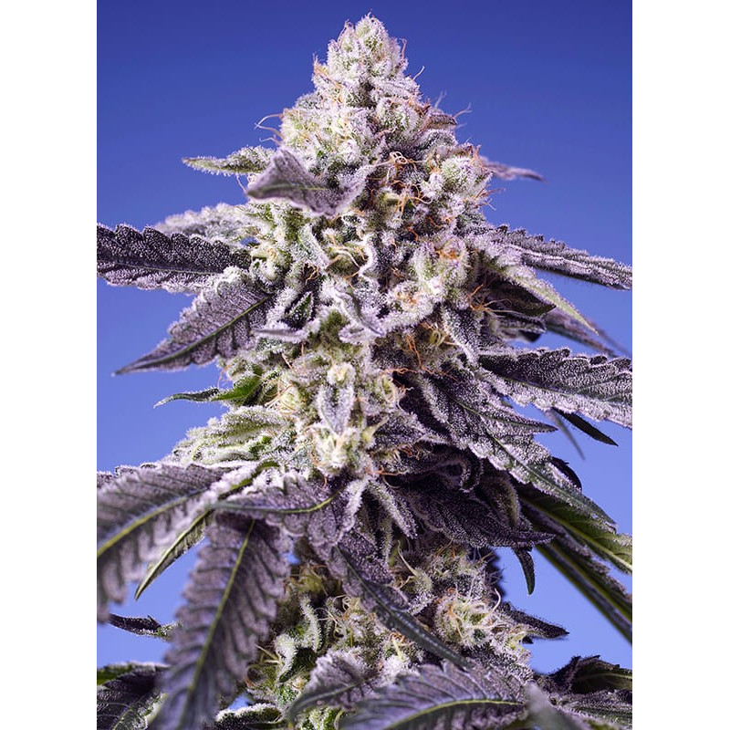 Permanent Jealousy XL Auto - Sweet Seeds, 5+2