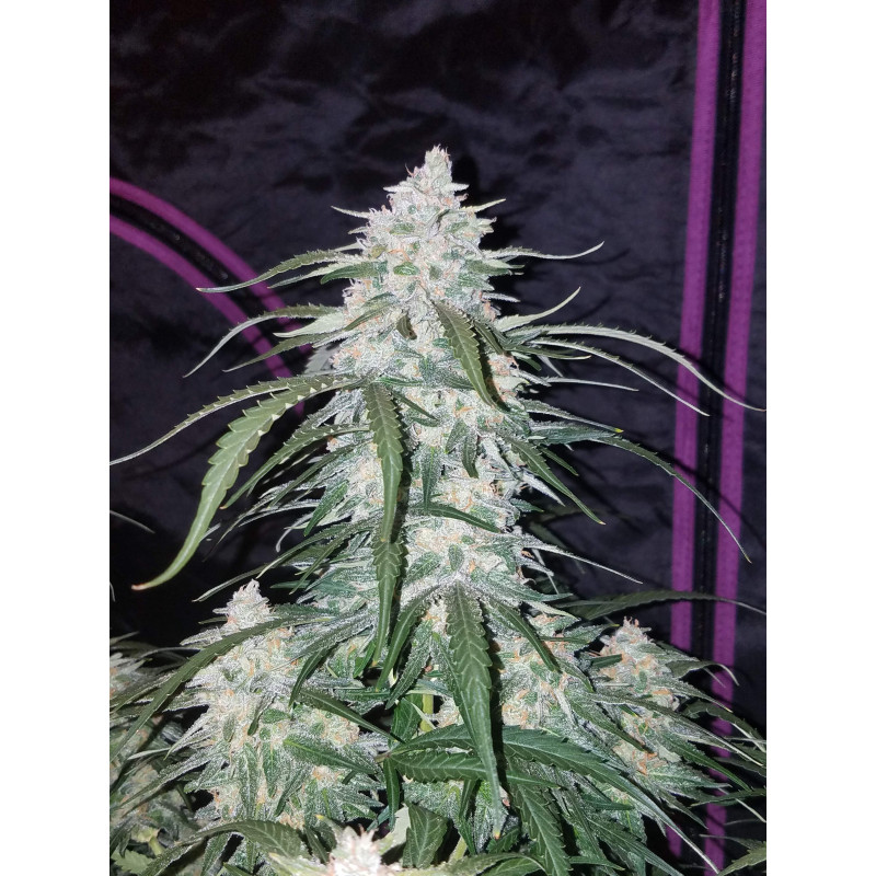 Pineapple Express Auto - Fast Buds, 25